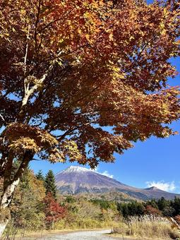 秋色の木々と富士山 富士山,紅葉,もみじの写真素材