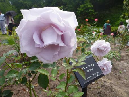 ローズガーデンの花24 ローズガーデンの花24 バラ,花フェスタ記念公園,岐阜ワールド・ローズガーデンの写真素材