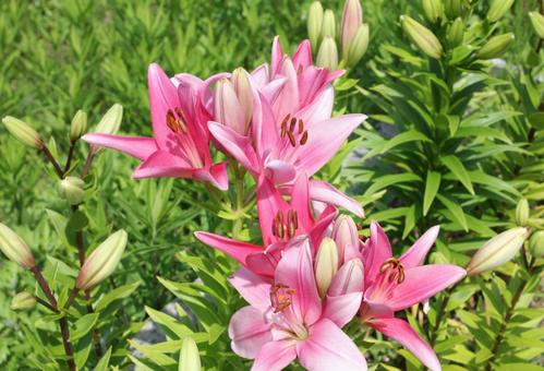 ゆり6 ゆり6 ユリ,百合,lilyの写真素材