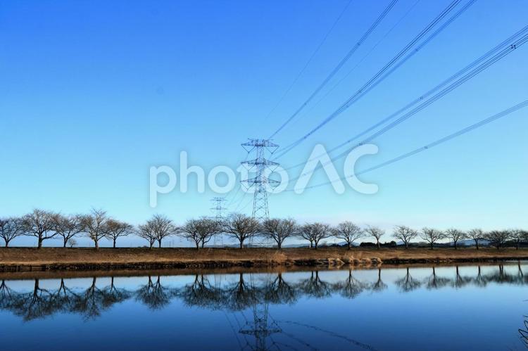 並木道と送電線 鉄塔,送電線,電線の写真素材