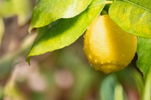 木に実ったレモンと雫 レモン,ラフマイヤー,果物の写真素材