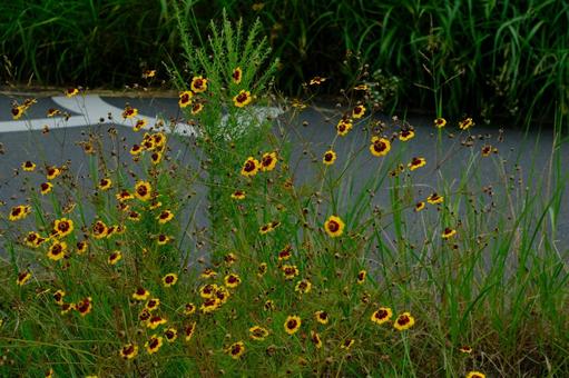 ハルシャギクの花 ハルシャギクの花 ハルシャギク,花,波斯菊の写真素材
