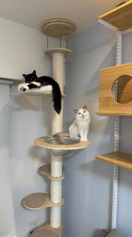 キャットタワーで記念撮影猫の写真