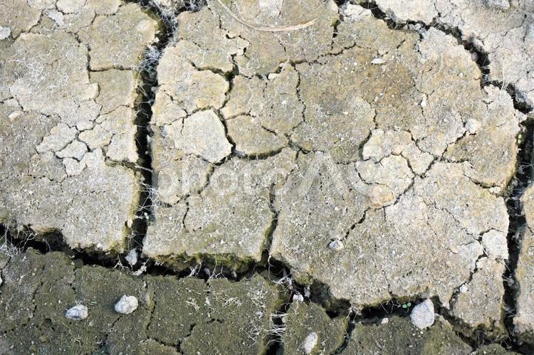 夏の暑さで干上がった田畑 干ばつ,ひび割れ,大地の写真素材
