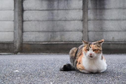 野良猫 野良猫 猫,野良猫,三毛の写真素材