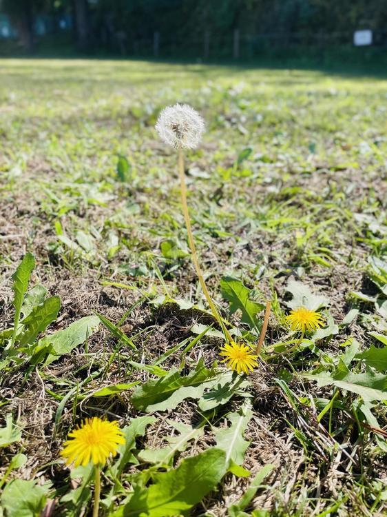 たんぽぽとワタゲ タンポポ,綿毛,ワタゲの写真素材
