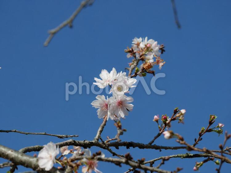 ショウガツザクラと青空 うつくしい,きれい,さくらの写真素材