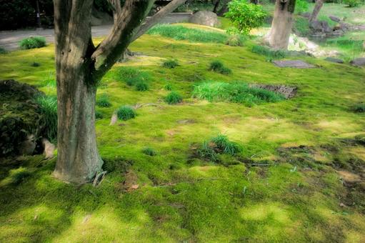 木々から差し込む光と苔 木,苔,自然の写真素材