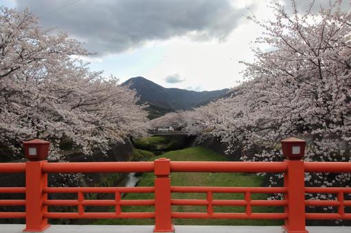 貫南公園 春,北九州,福岡県の写真素材