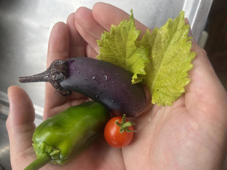 Homemade vegetables, JPG Homemade vegetables, JPG