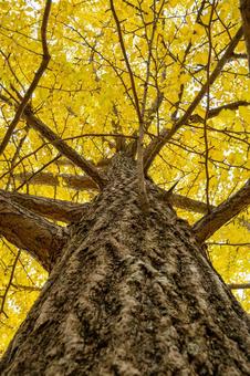 秋の磊々峡(43) 秋,イチョウ,黄葉の写真素材