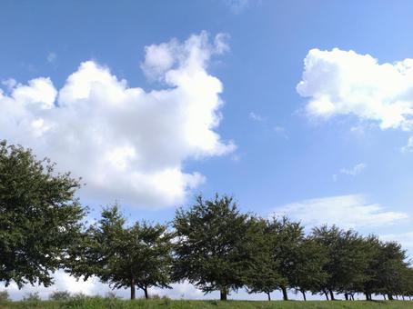 夏空と遊歩道の並木の写真