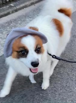 帽子を被ってお散歩する犬 帽子を被ってお散歩する犬 パピヨン,papillon,犬の写真素材
