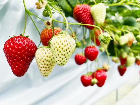 Photo, strawberry, pleasure, going out, 