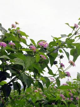 Photo, lantana, citihenga, seven changes, 