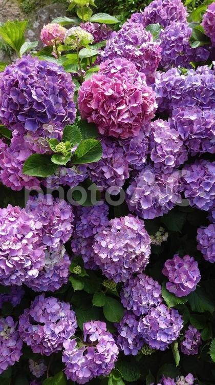 三重県志摩市大慈寺の満開の紫陽花 紫陽花,満開,梅雨の写真素材