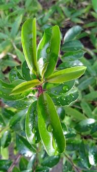 雨上がりの葉っぱの写真