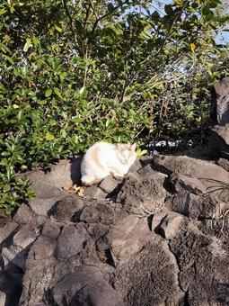 野生の猫の写真