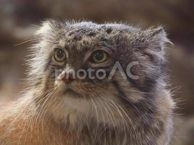 マヌルネコ ネコ,ネコ科,猫の写真素材