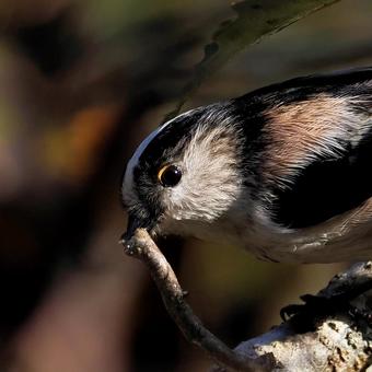 エナガ エナガ,野鳥,小鳥の写真素材