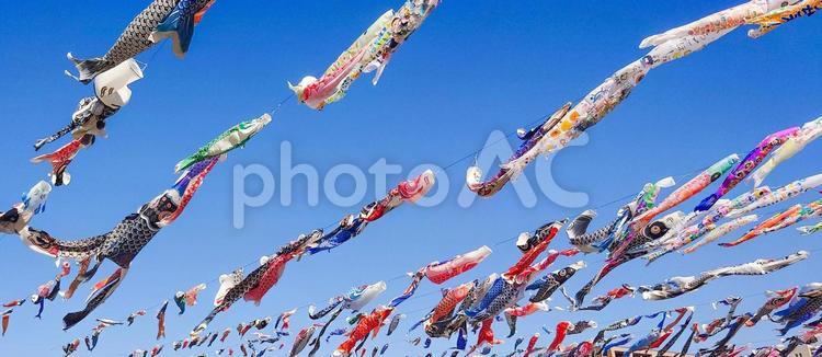空泳ぐ鯉たち 鯉のぼり,青空,こどもの日の写真素材