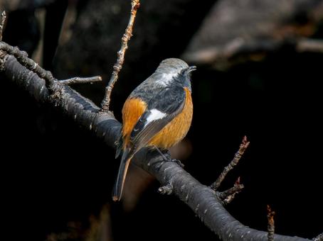 照片, 黄尾鸲, 乔比奥, 雄性daurian redstart, 