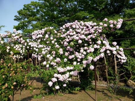 バラ園で一株にたくさん花を付けたバラの木 バラ,花,植物の写真素材