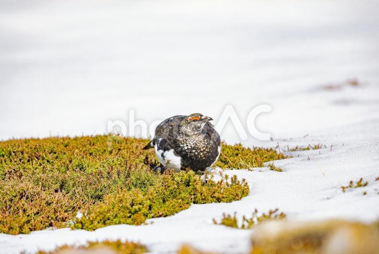 富山県・立山室堂　ライチョウ ライチョウ,雷鳥,山の写真素材