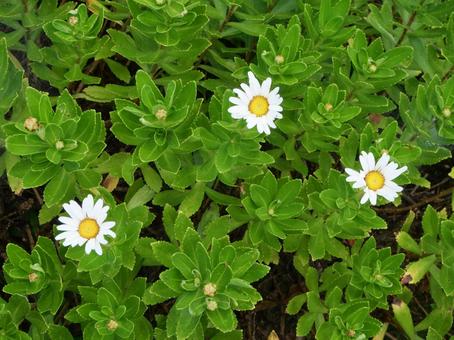 ハマギク(Nippon Daisy) ハマギク(Nippon Daisy)の写真