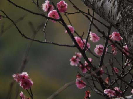 梅の花 梅の花の写真