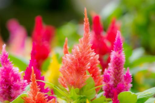 ケイトウ⒁ ケイトウ⒁ 花,ケイトウ,植物の写真素材