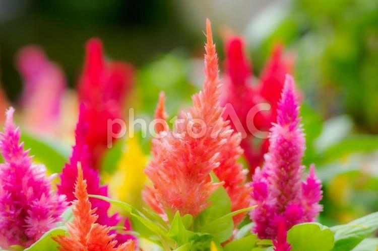 ケイトウ⒁ 花,ケイトウ,植物の写真素材