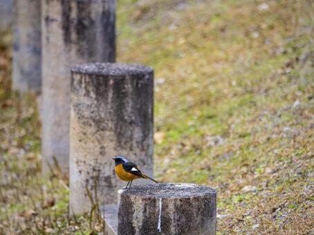 並ぶ石柱とジョウビタキ ジョウビタキ,野鳥,鳥の写真素材