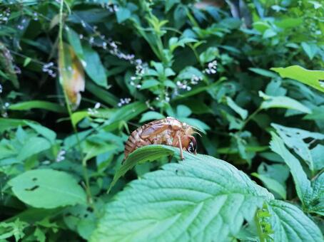 セミの抜け殻 蝉 抜け殻 セミの抜け殻 蝉 抜け殻の写真