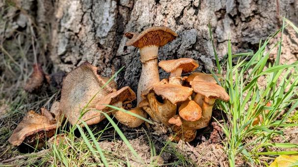 木の根元にはえた大きいきのこたち 木,根本,大きいの写真素材