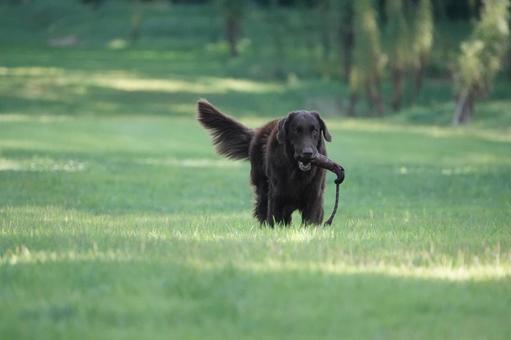The Retrievers The Retrieversの写真