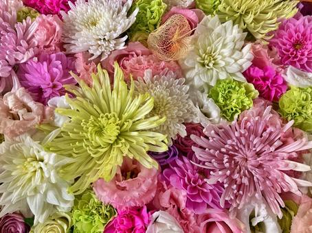 カラフルな菊の花 カラフルな菊の花 菊,花,カラフルの写真素材