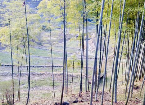 竹林 竹林の写真
