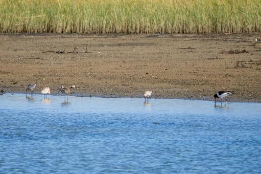 ミヤコドリとオオソリハシシギ⑼ ミヤコドリとオオソリハシシギ⑼の写真