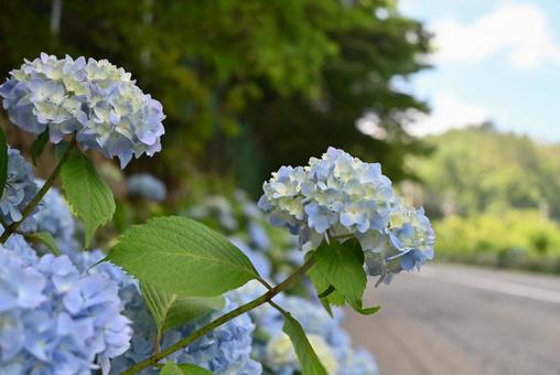 道端に咲いたあじさいの花 道端に咲いたあじさいの花の写真