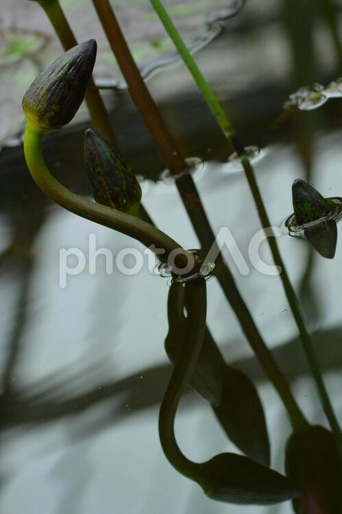 伸びる蓮の蕾 蓮,睡蓮,アップの写真素材