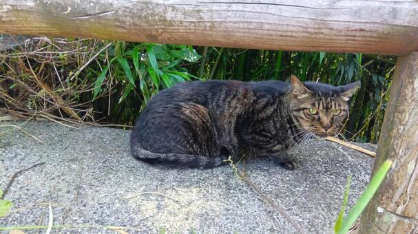 野良猫　　 野良猫,かわいい,くつろぐの写真素材