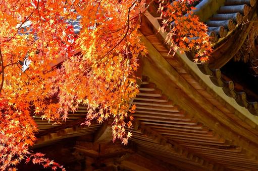 松平東照宮のもみじの紅葉 松平東照宮のもみじの紅葉 紅葉,もみじ,綺麗の写真素材