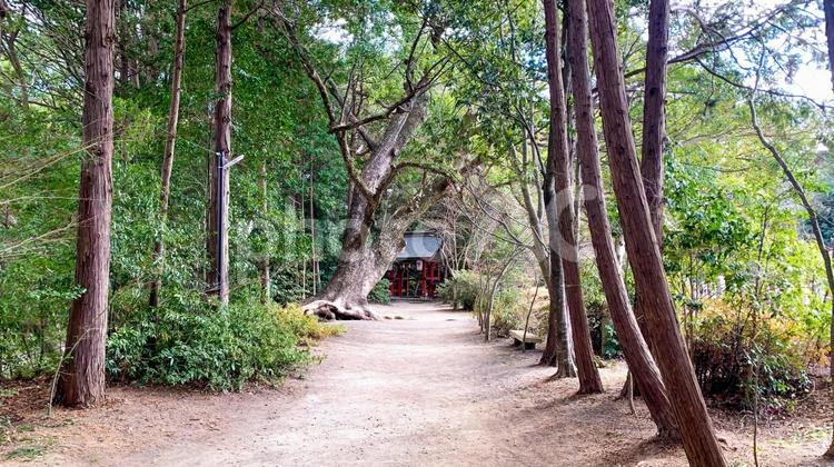 大分県中津市の大貞八幡宮薦神社 薦神社,大分県,八幡宮の写真素材