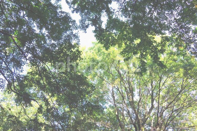木漏れ日 お日さま,グリーン,ピクニックの写真素材