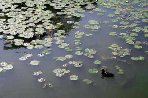 睡蓮の池と黒い水鳥 秋,自然,美しいの写真素材