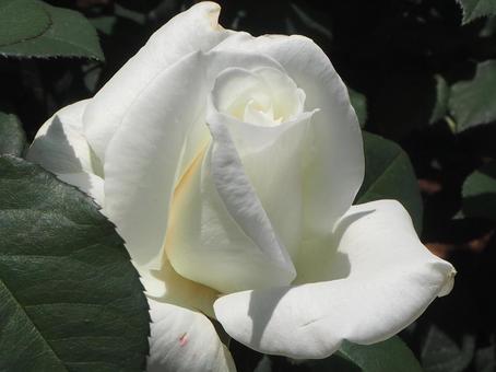 薔薇 薔薇の写真