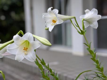 ユリの花　白 ユリの花,白,自然の写真素材