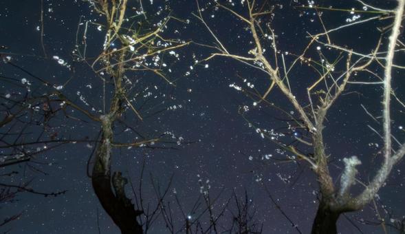 星実煌めく梅の夜 星実煌めく梅の夜 梅枝,星,実の写真素材