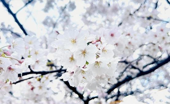満開の桜 満開の桜の写真